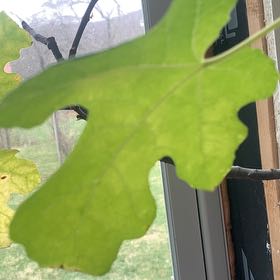 Photo of the plant species Brown Turkey Fig by @OfficialKanono named Daphne on Greg, the plant care app