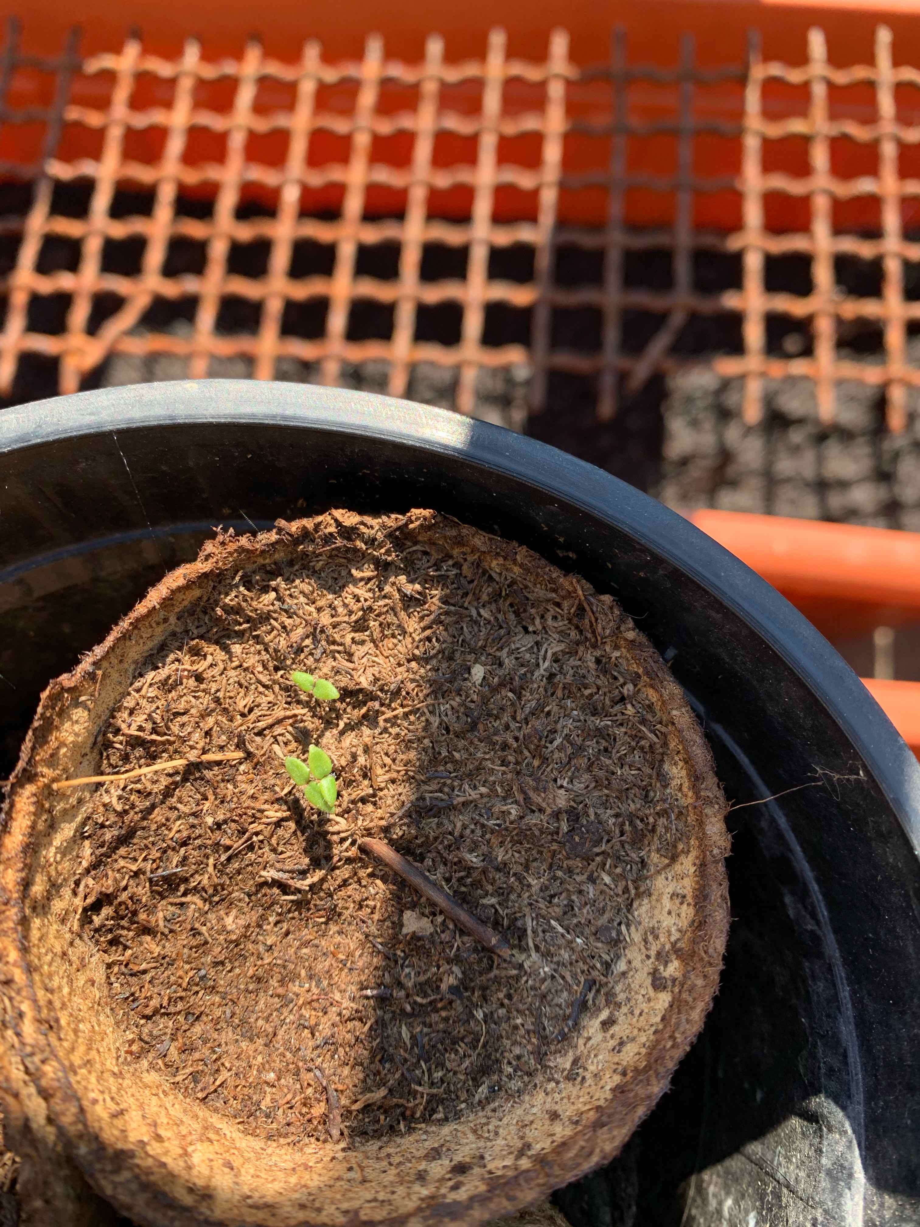 Young Cape Gooseberry plant in a pot with small green leaves emerging from the soil.