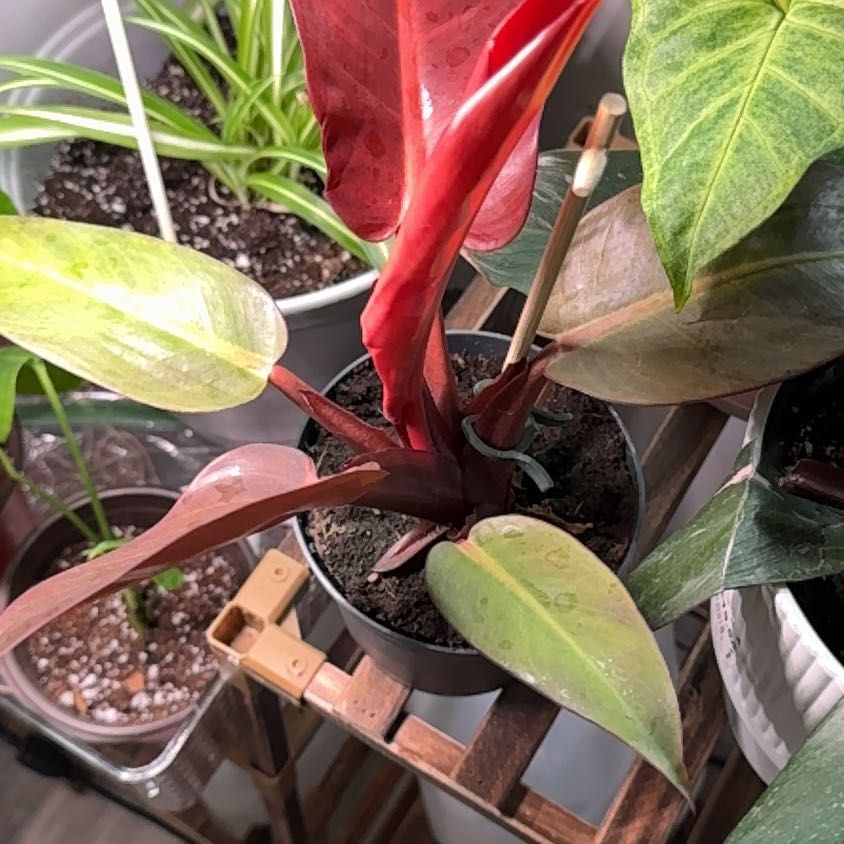 Photo of the plant species Philodendron 'Red King' by @BestThesickener named Cleopatra on Greg, the plant care app