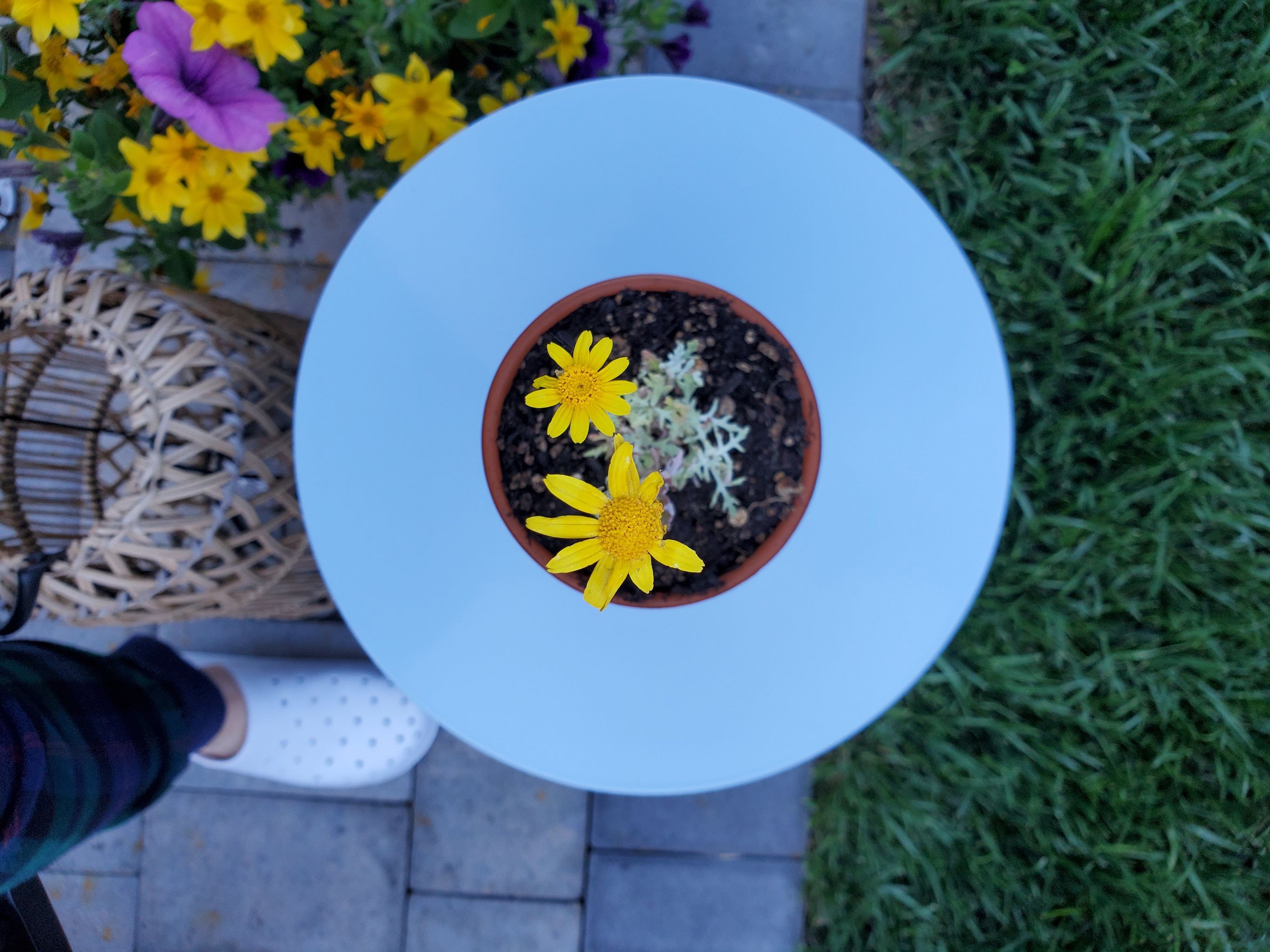 Photo of the plant species Common Woolly Sunflower by @StoriedBetel named Roxana on Greg, the plant care app