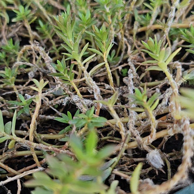 Photo of the plant species Swamp Stonecrop by @WizardSoftbrome named Athena on Greg, the plant care app