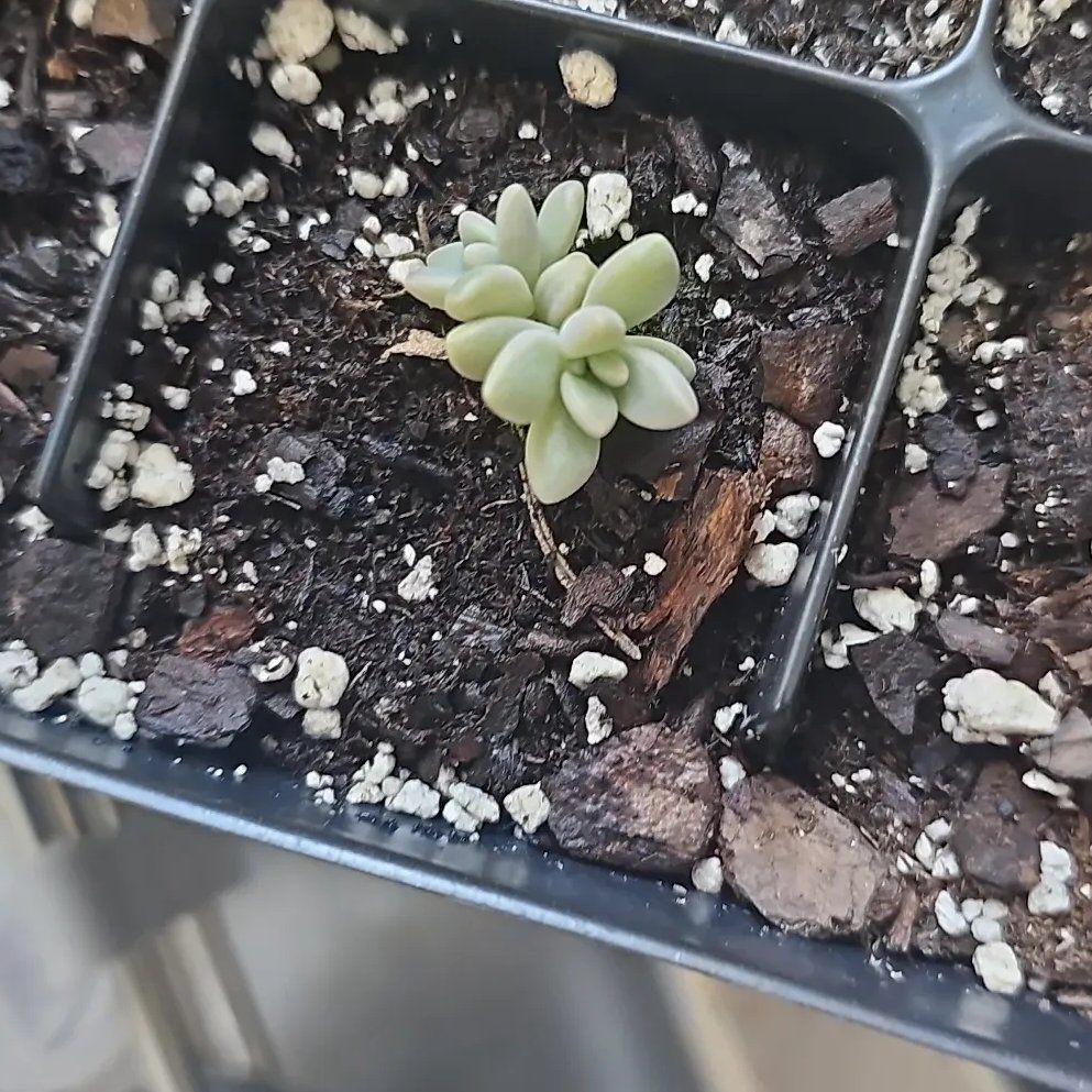Photo of the plant species Graptopetalum mendozae by @NobleMeadowsage named Khaleesi on Greg, the plant care app