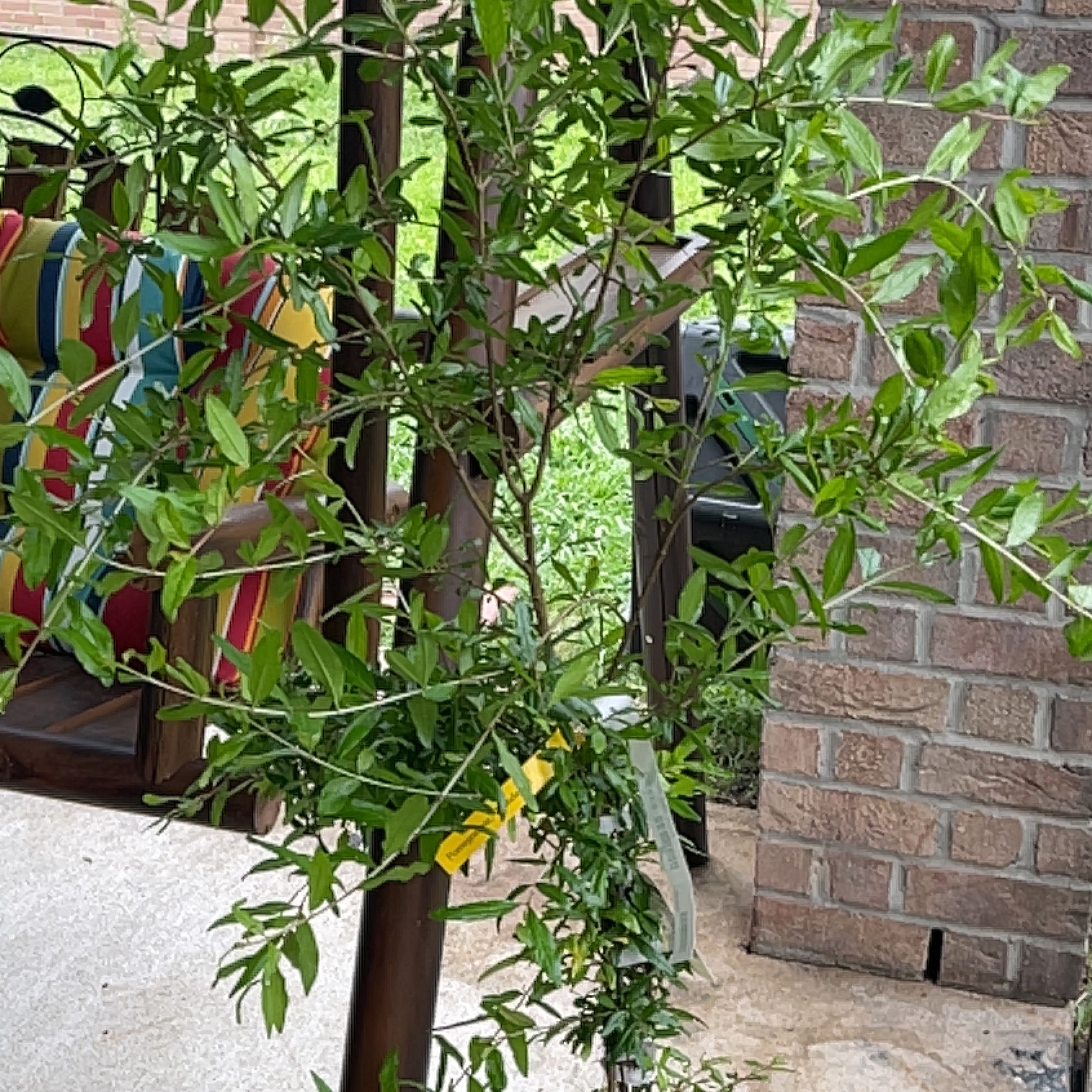 Photo of the plant species Wonderful Pomegranate by @YummyButtonfern named Demi on Greg, the plant care app