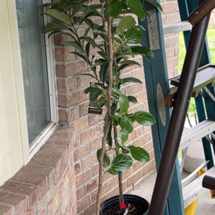 Photo of the plant species Fuyu Jiro Persimmon by @YummyButtonfern named Sol on Greg, the plant care app