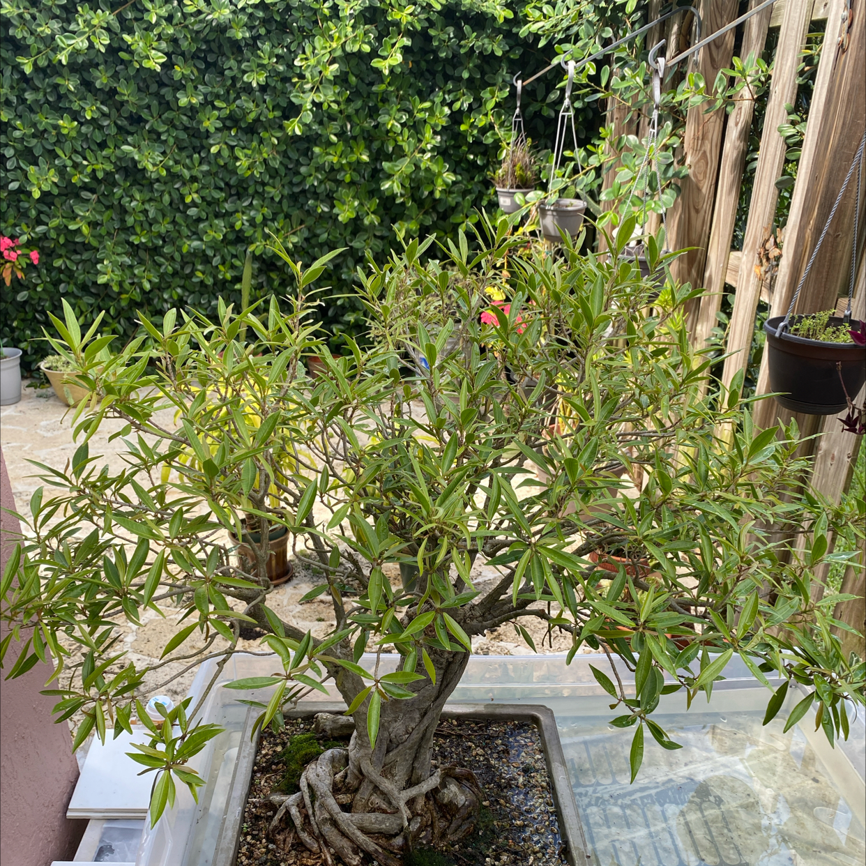 Plant care for Tiger Grass on Greg, the plant care app