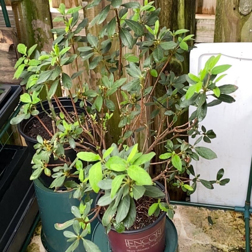 Photo of the plant species Autumn Carnation Azalea by @Mattos_Shohin named Azalea on Greg, the plant care app
