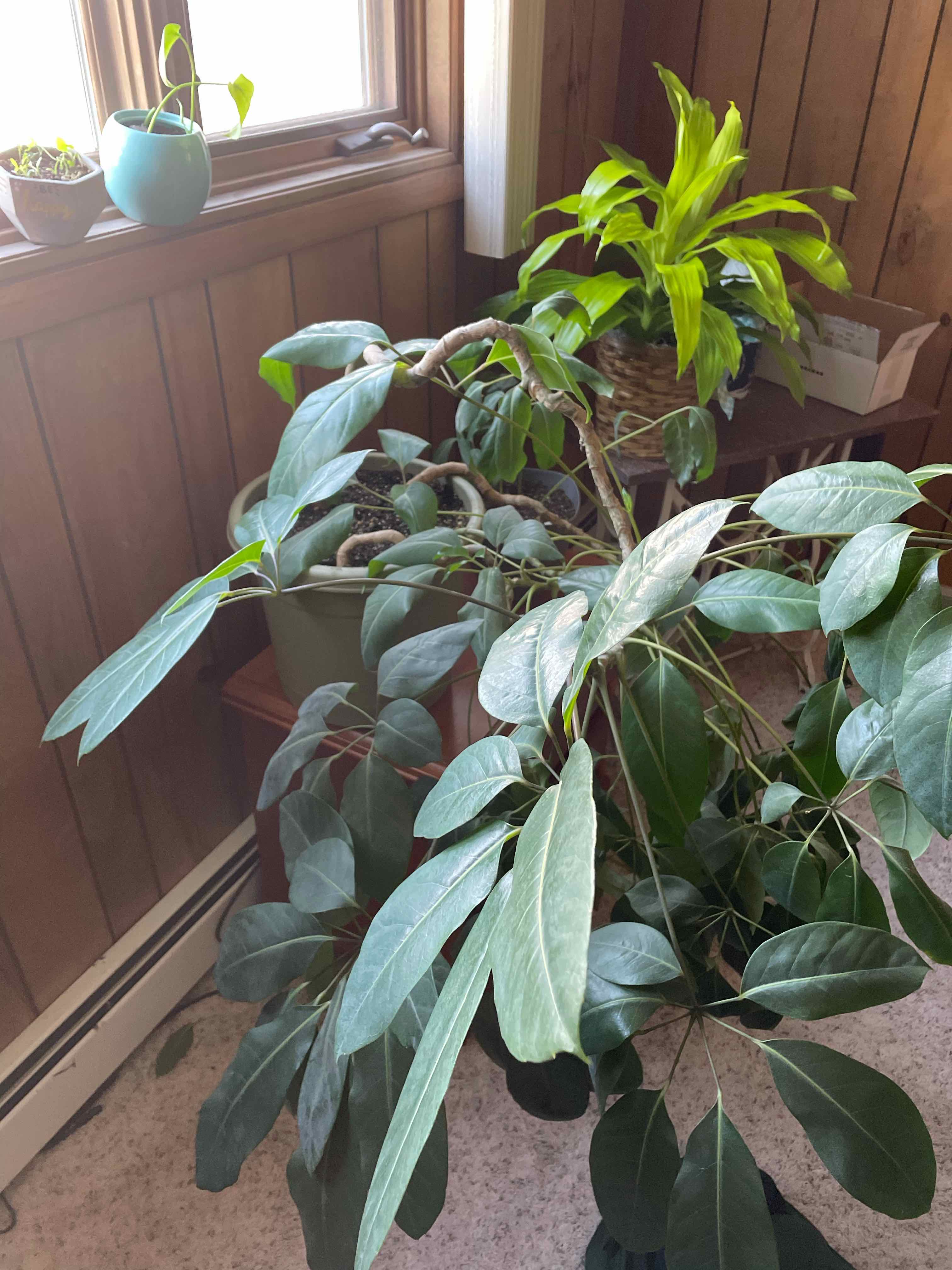 Indoor plant with broad green leaves, possibly Schefflera arboricola, in a well-lit room.