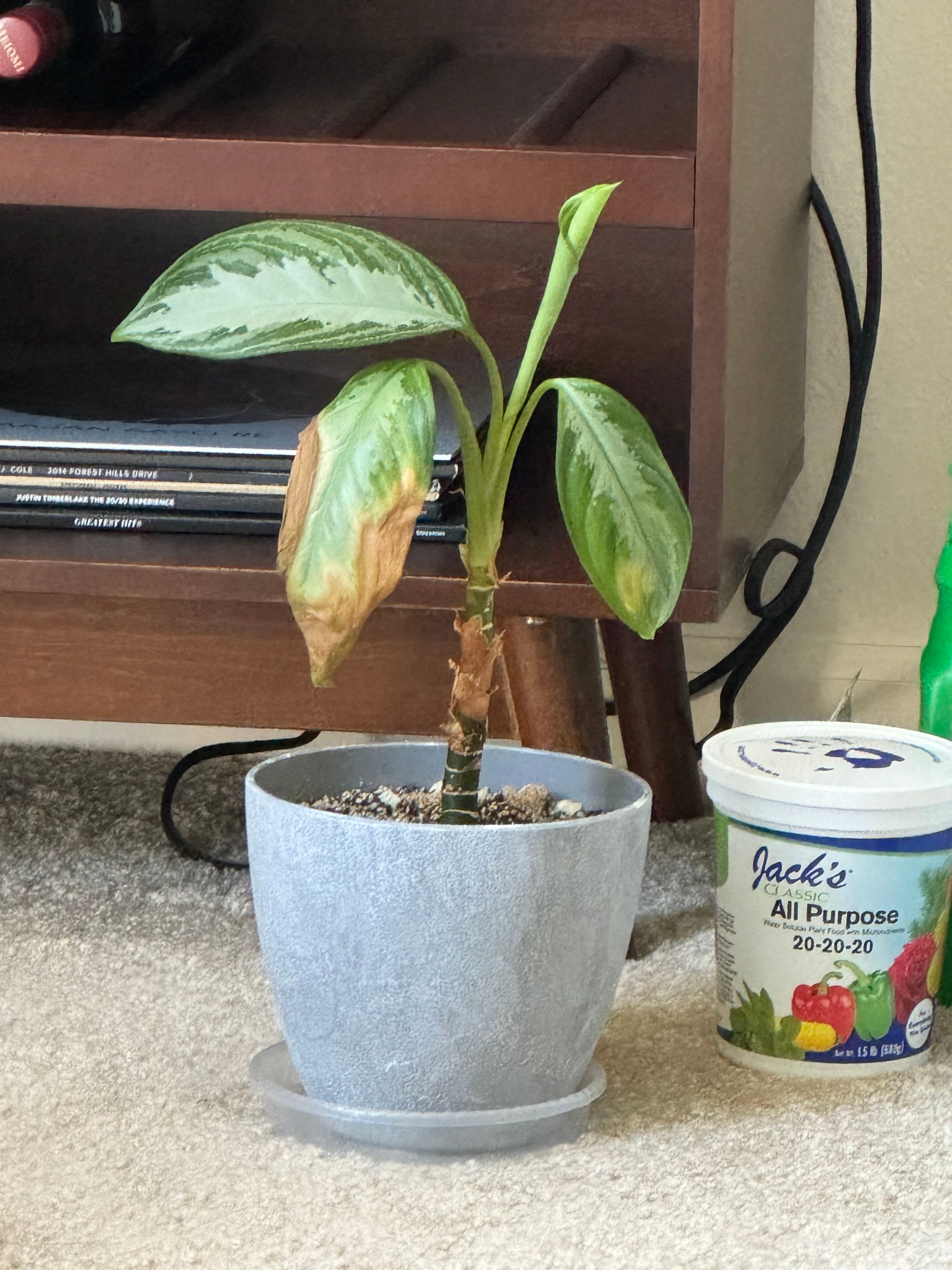 Why Are My Chinese Evergreen Leaves Mushy?