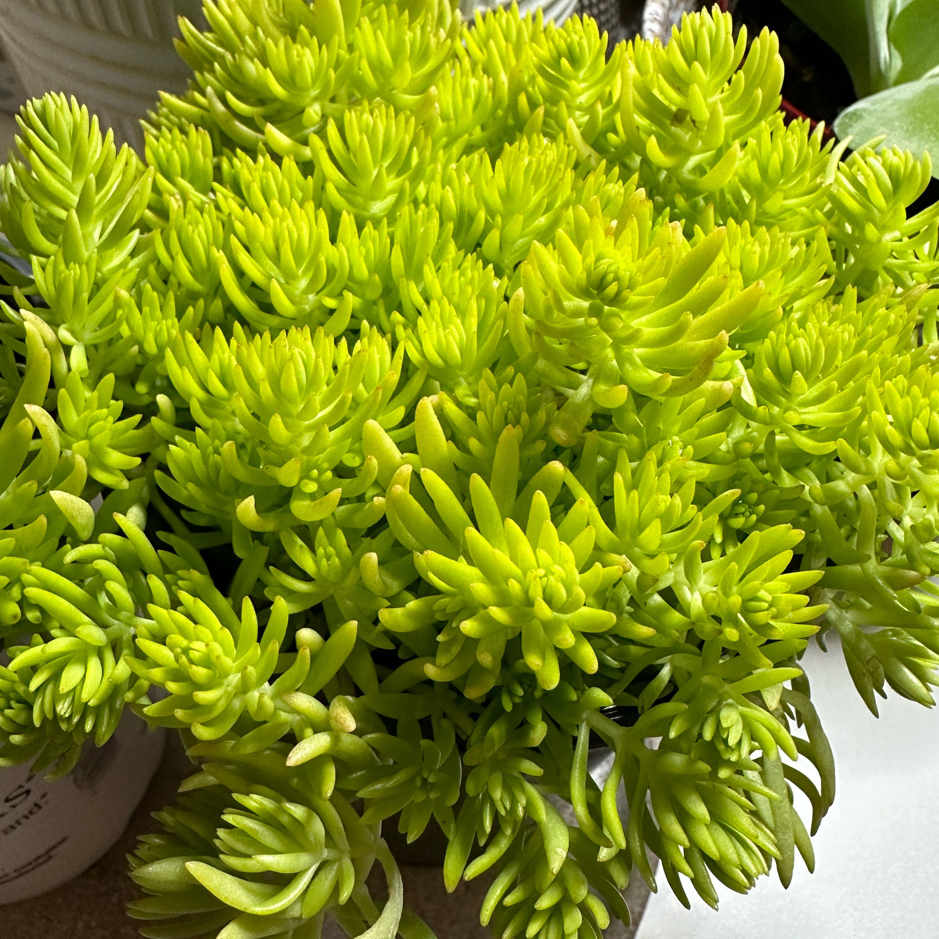 Photo of the plant species Sedum mexicanum 'Lemon Ball' by @UberSplitrock named Marilyn on Greg, the plant care app