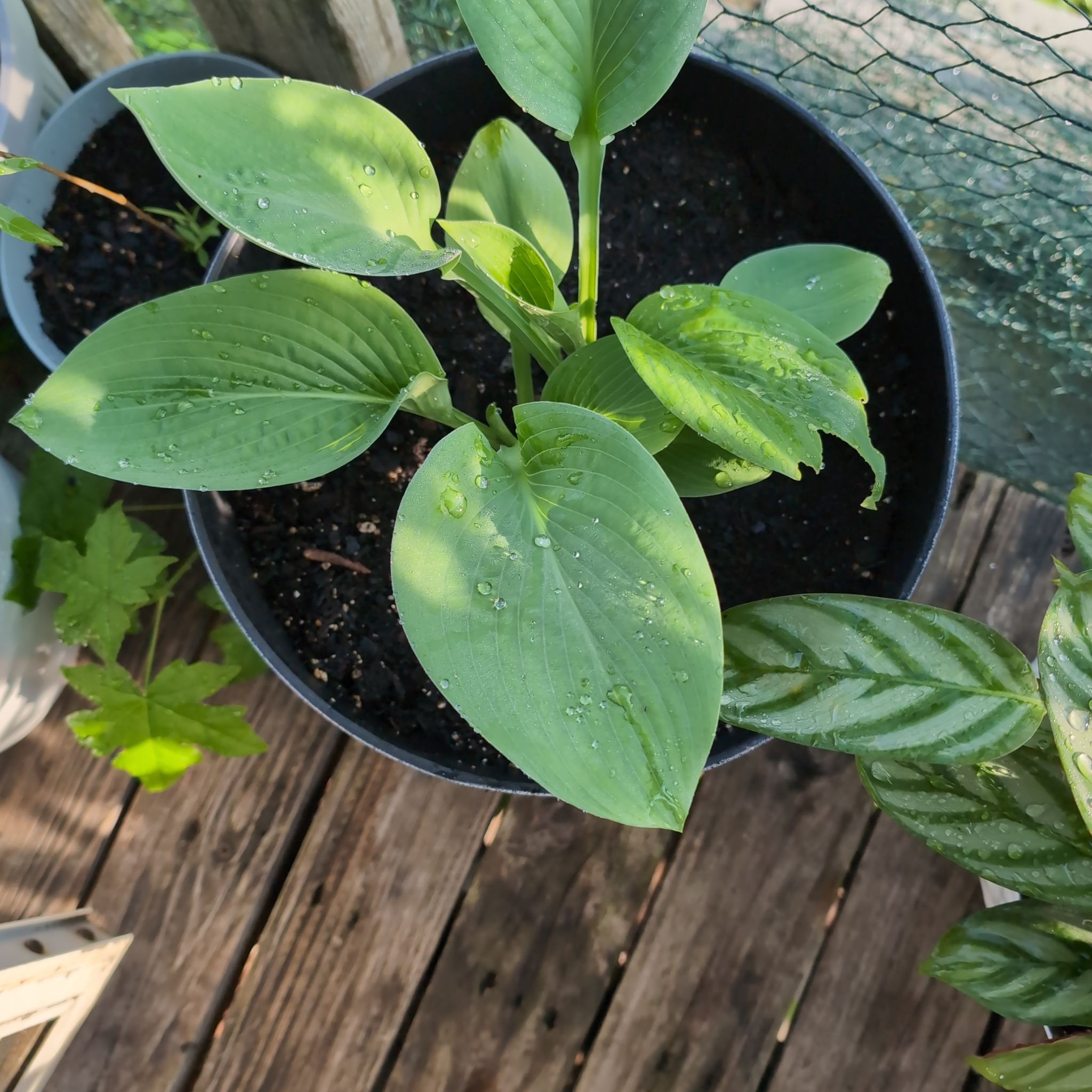 Hosta 'Halcyon' plant in a pot with healthy green leaves.