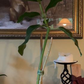 Photo of the plant species Hoya imperialis by @Plantprobs named Walt on Greg, the plant care app