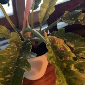 Plant care for Philodendron Hybrid on Greg, the plant care app