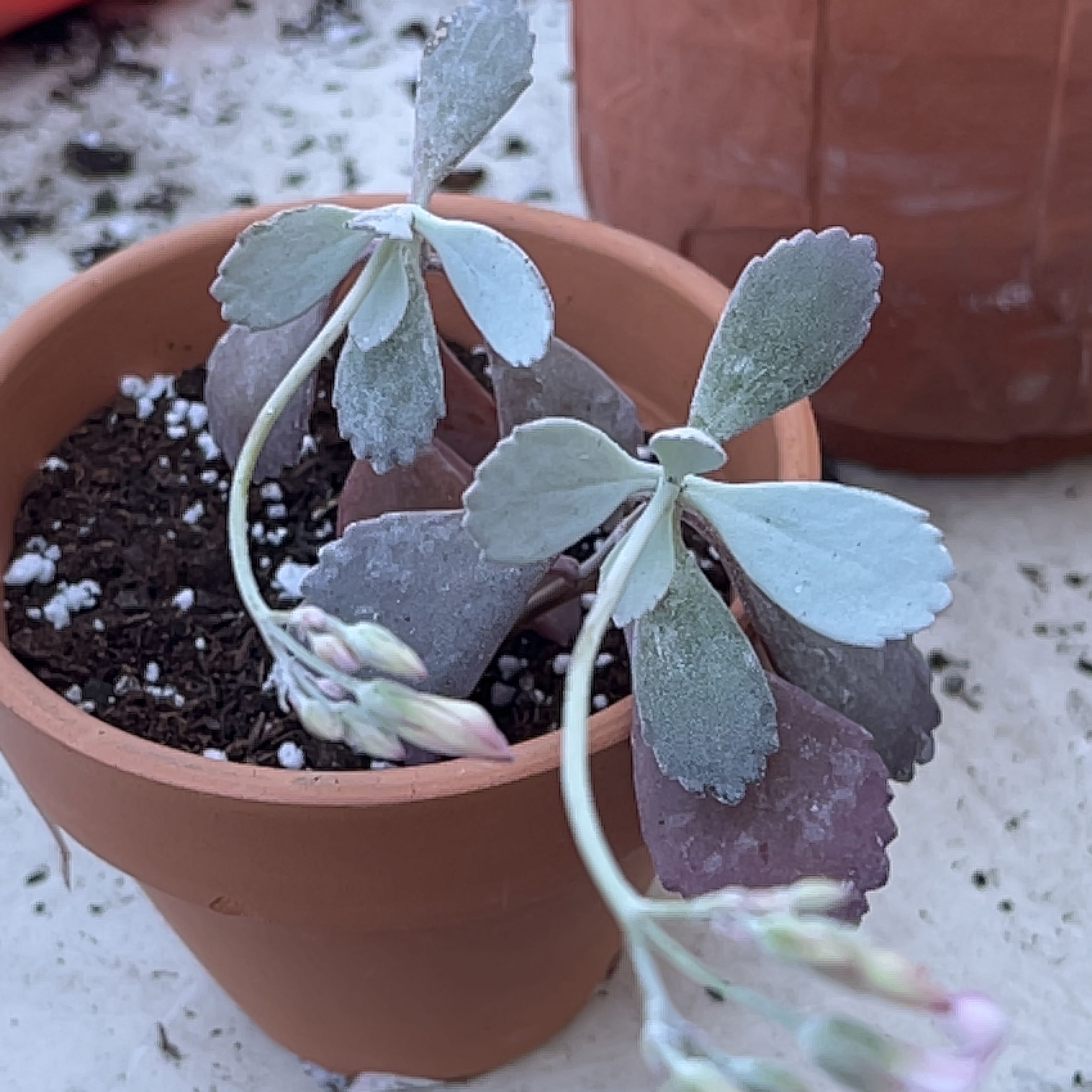 Flower Dust Plant in a terracotta pot with visible soil and no flowers.