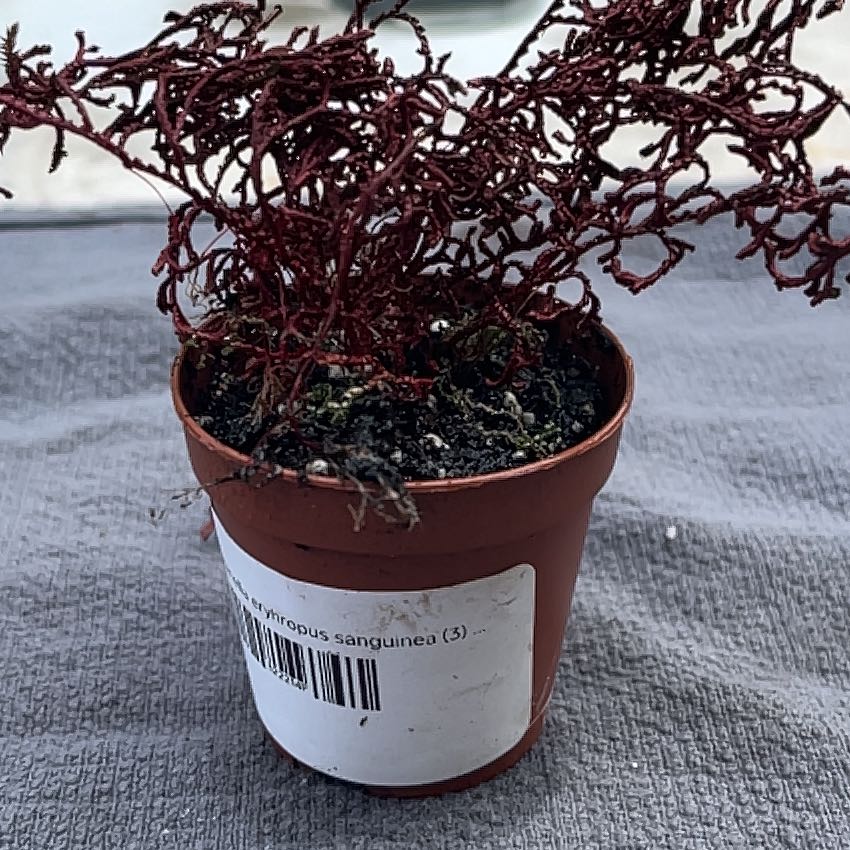 Photo of the plant species Ruby Red Club Moss by @LawabidingBasil named Huckleberry Fern on Greg, the plant care app