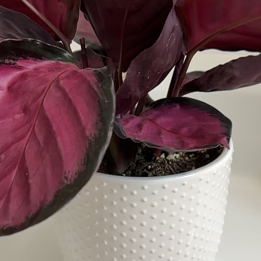 Photo of the plant species Calathea 'Crimson' by @RevealingRadish named Hamilton on Greg, the plant care app