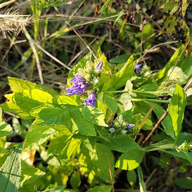Photo of the plant species Alfalfa by @MarkedlyChamise named Figyonce on Greg, the plant care app