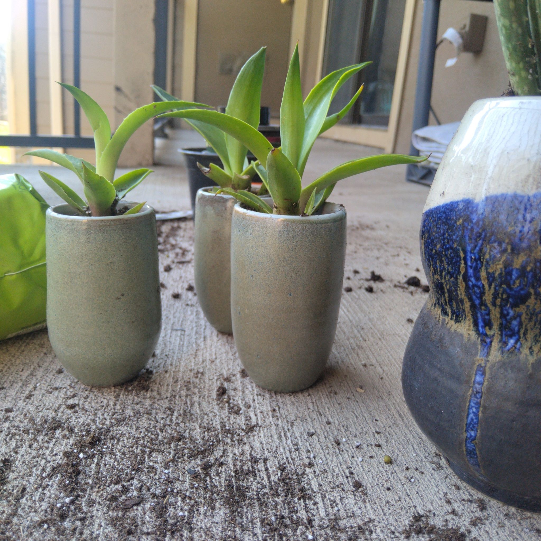Three small Agave desmettiana 'Variegata' plants in individual pots on a patio.