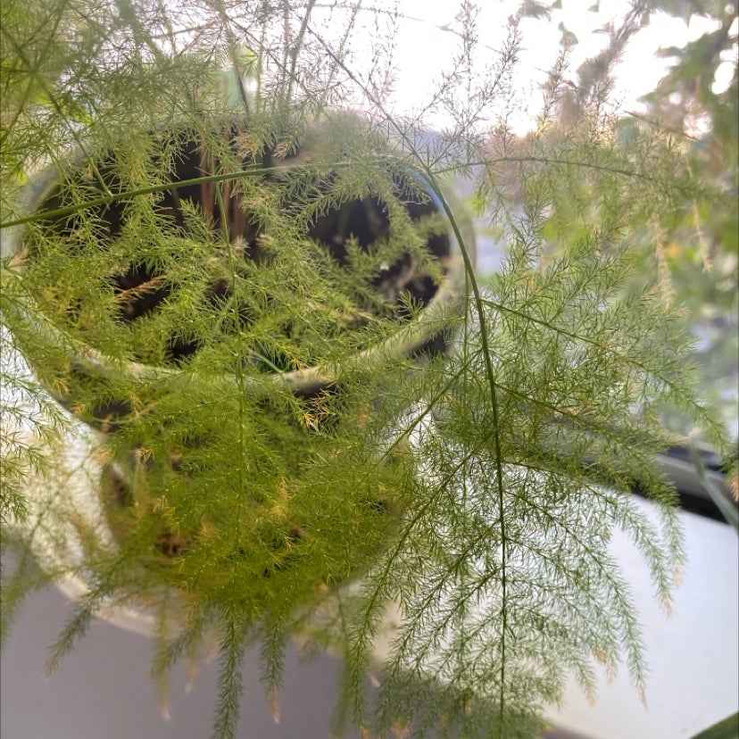 Photo of the plant species Climbing Asparagus Fern by @GardenistaGlee named Ferngully on Greg, the plant care app