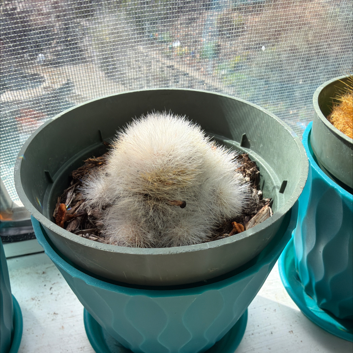 Photo of the plant species Scheuchzer's Cottongrass by @GardenistaGlee named Harry on Greg, the plant care app