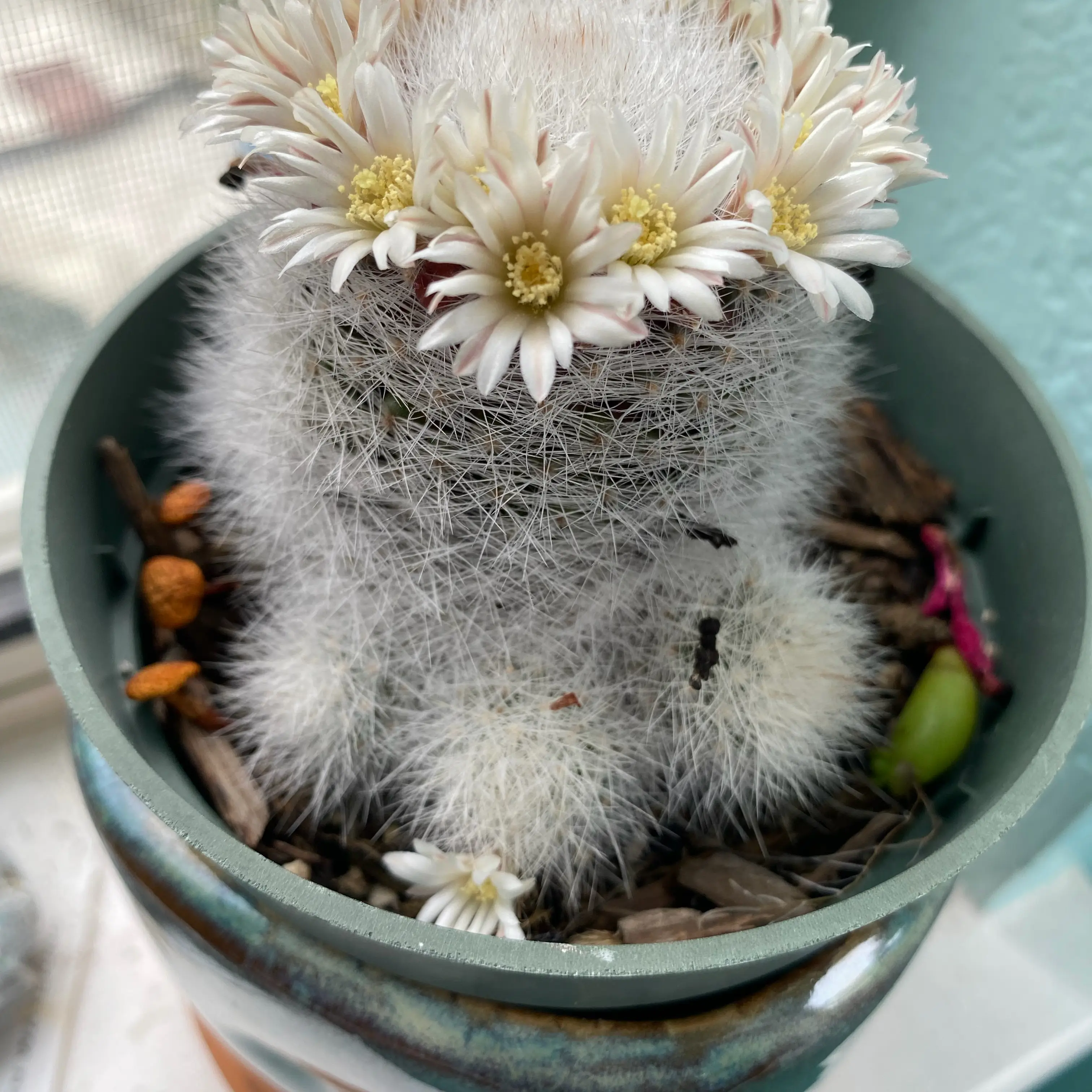 Photo of the plant species feather cactus by @GardenistaGlee named Plumosa on Greg, the plant care app