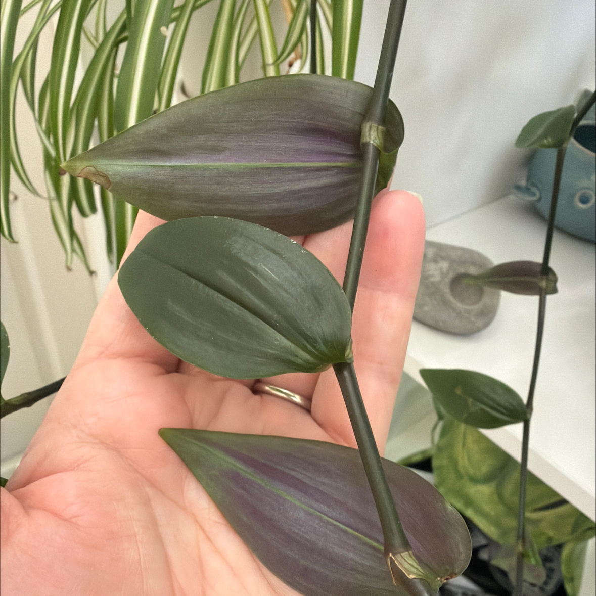 Photo of the plant species Tradescantia Blushing Bride by @GardenistaGlee named Cleopatra on Greg, the plant care app