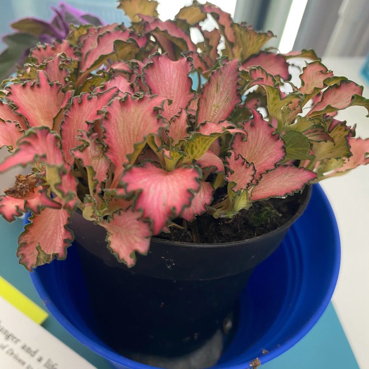 Photo of the plant species Pink Hybrid Nerve Plant by @GardenistaGlee named Frankie on Greg, the plant care app
