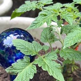 Photo of the plant species Roma Tomato by @DreamyValleyoak named Osmo on Greg, the plant care app