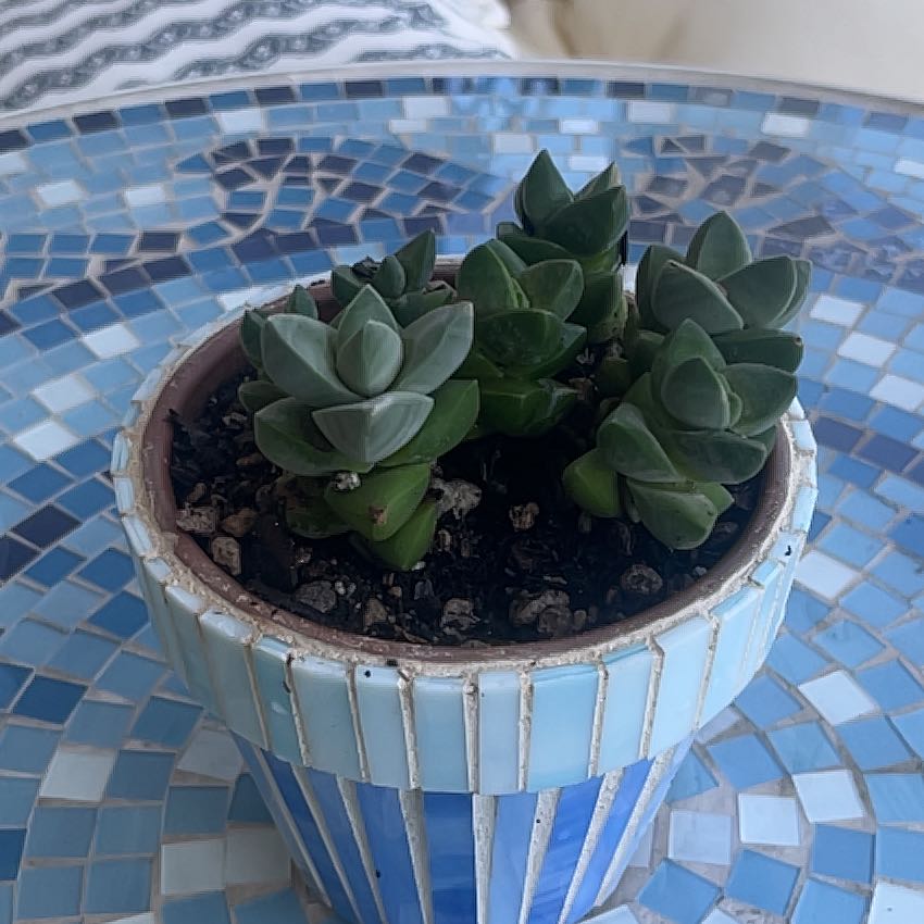 Photo of the plant species Crassula 'Moonglow' by @Madmaxblox named Miley Stewart on Greg, the plant care app