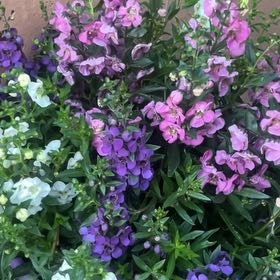 Photo of the plant species Brompton Stock by @Madmaxblox named fat amy on Greg, the plant care app