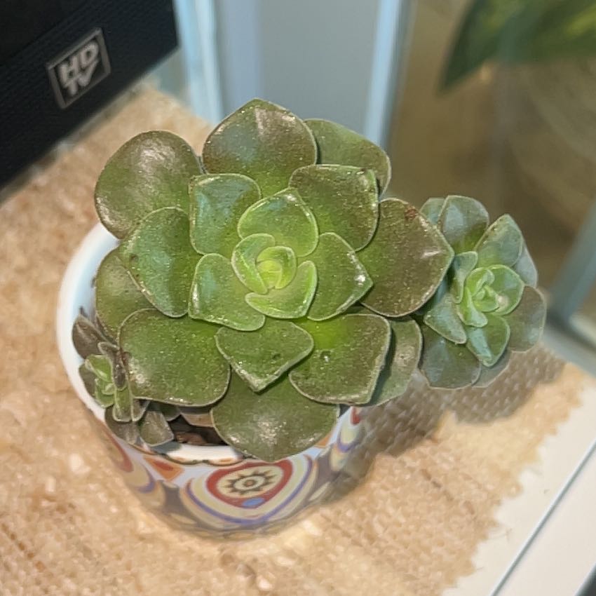 Aeonium 'Lily Pad' succulent in a decorative pot, healthy green leaves.
