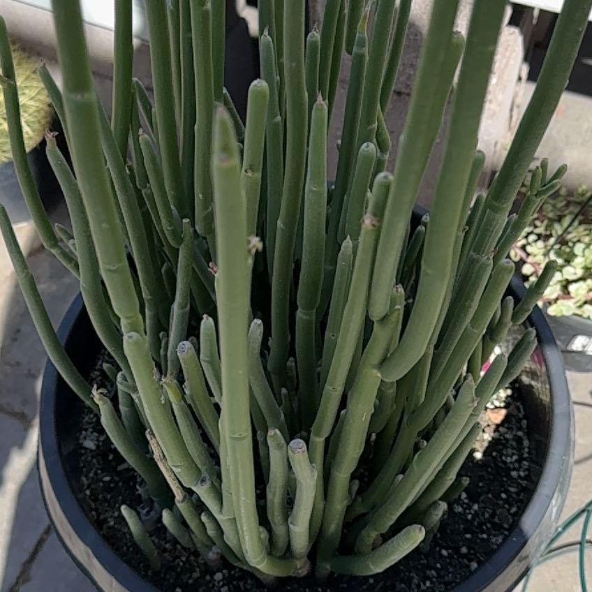 Slipper Plant in a pot with visible soil, well-framed and in focus.