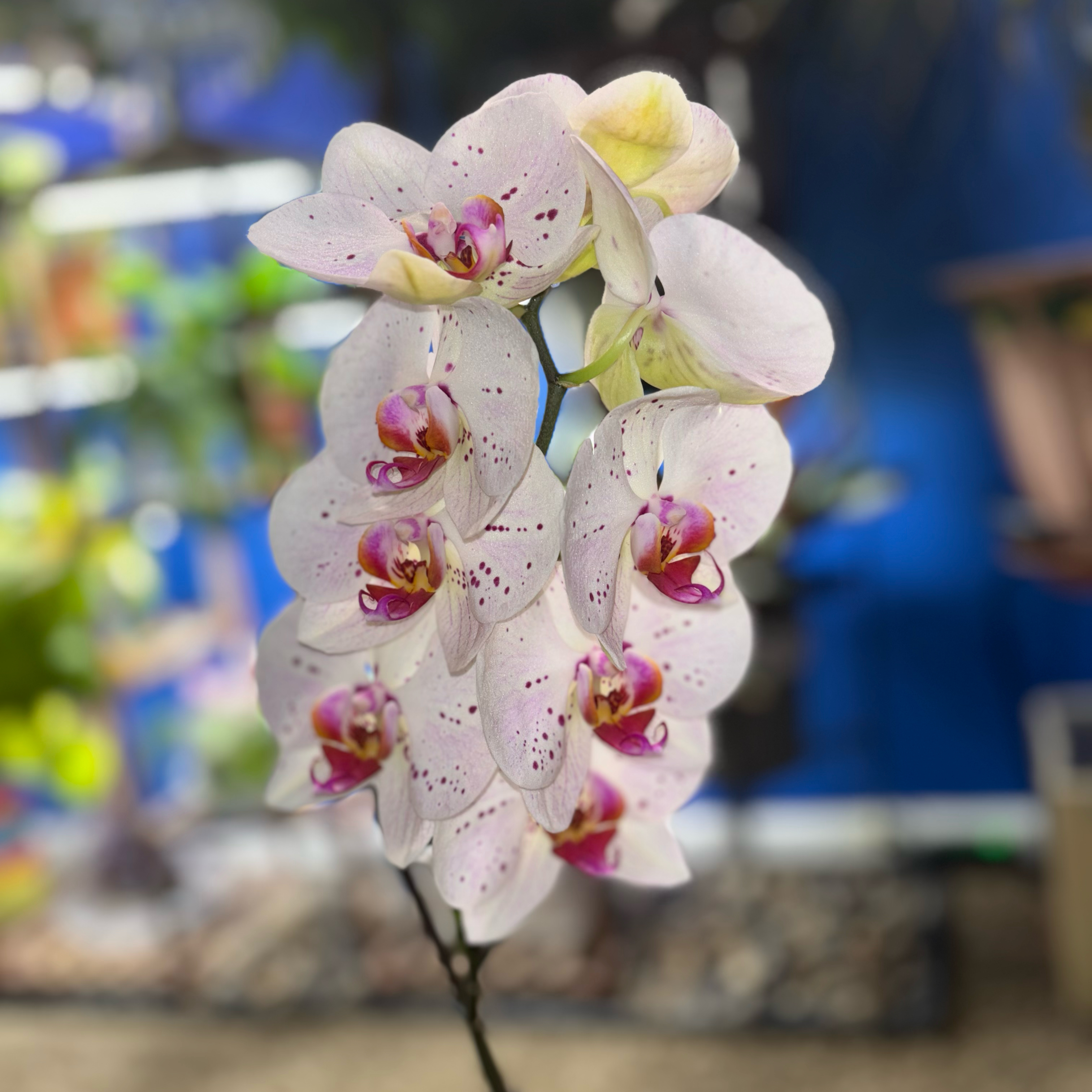 Photo of the plant species White Apple Moth Orchid by @AngelCake named Pap's Orchid on Greg, the plant care app