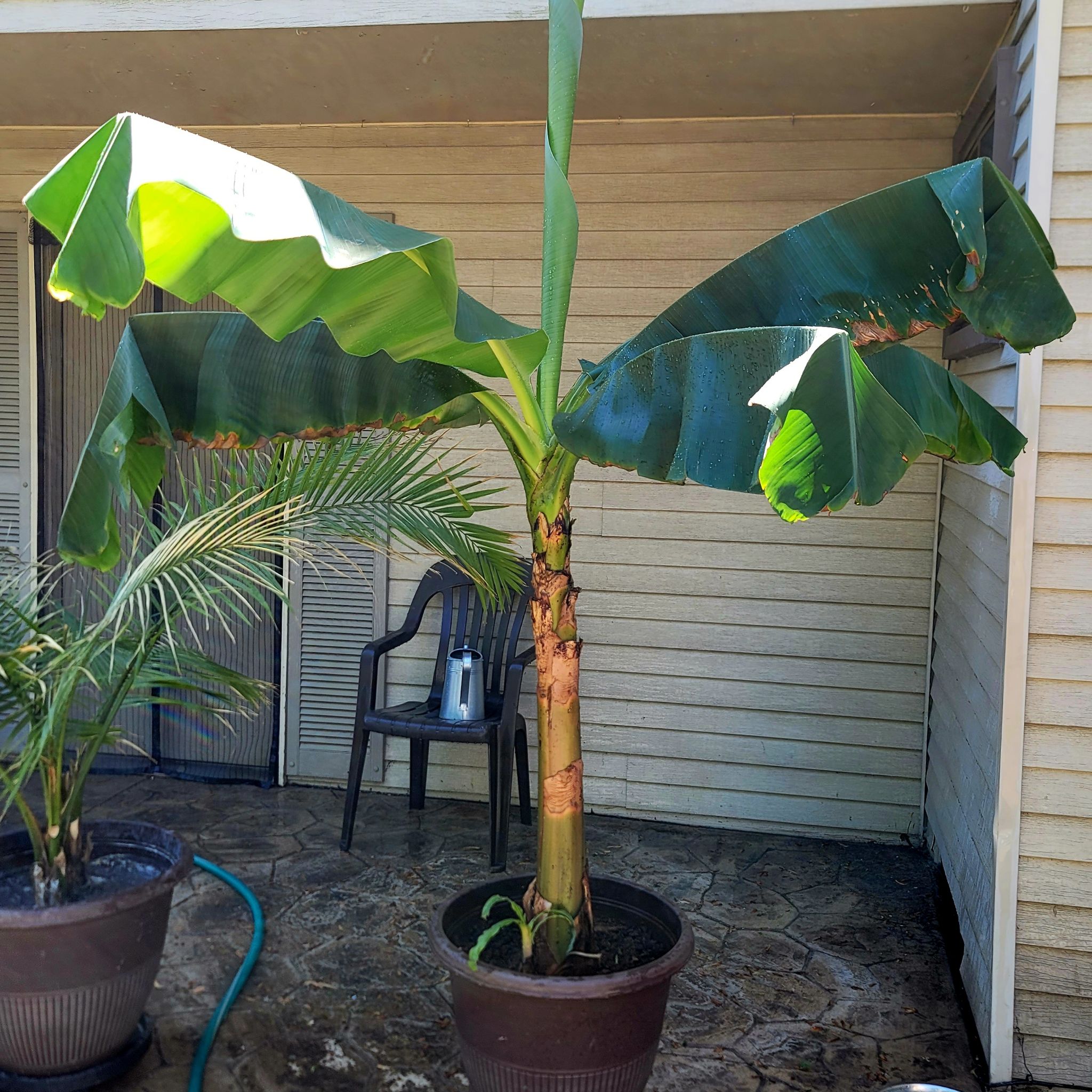 Potted Japanese Banana plant with large green leaves, some browning at edges, on an outdoor patio.