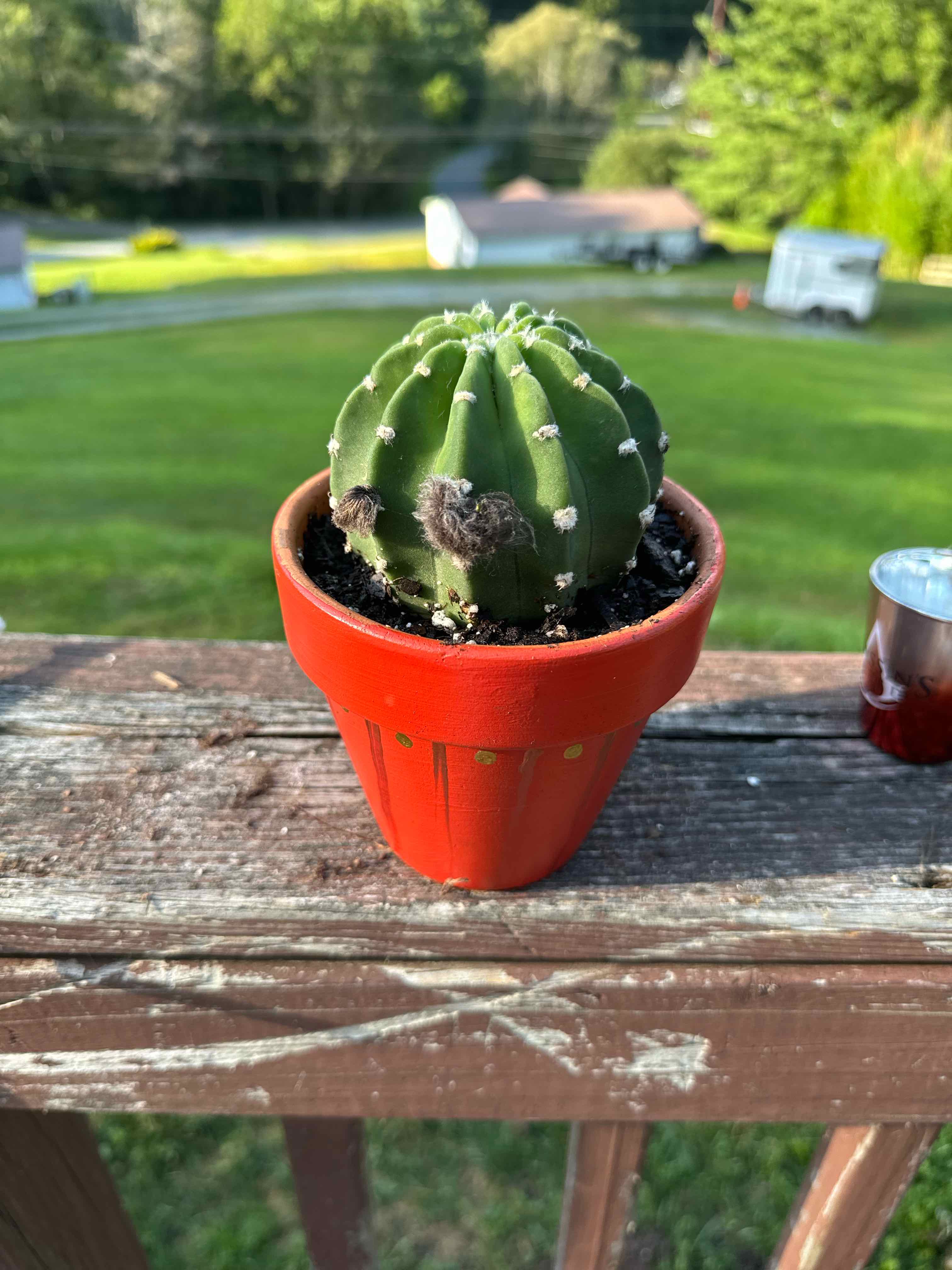 Photo of the plant species Domino Cactus by @StrongKoa named Penelope on Greg, the plant care app