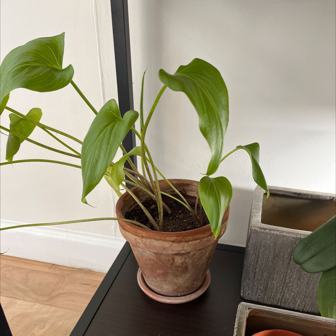 Photo of the plant species White Calla Lily by Alana named Papa Calla Lily on Greg, the plant care app