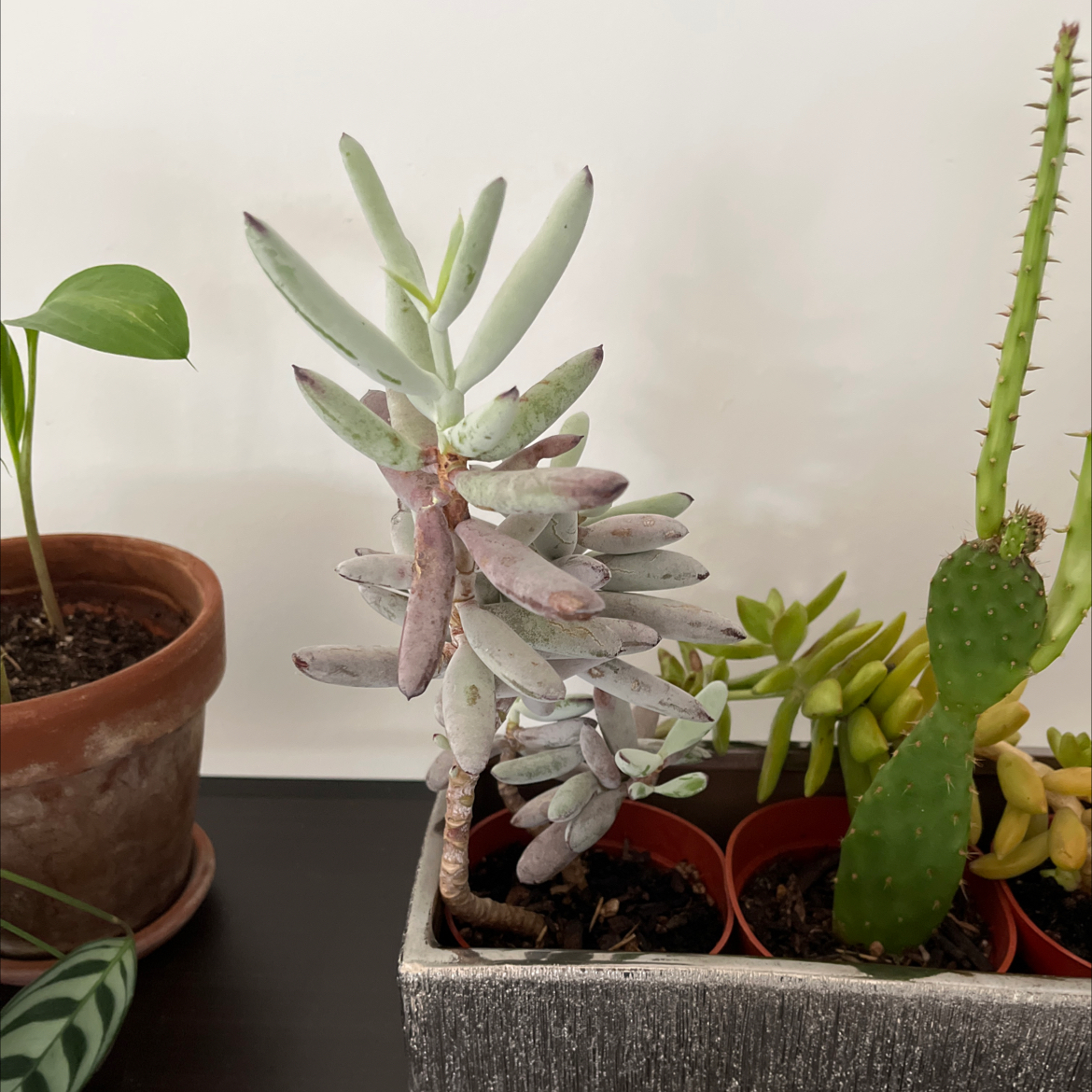 Photo of the plant species Lady Fingers by Alana named Lady Fingers on Greg, the plant care app