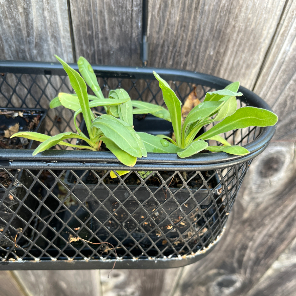 Photo of the plant species Calendula 'Neon' by Alana named Trellis Calendula on Greg, the plant care app