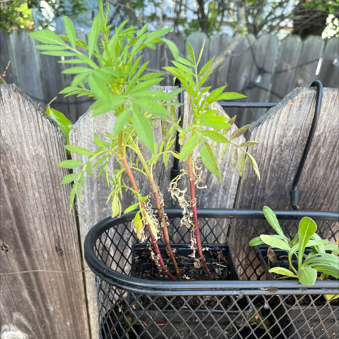 Photo of the plant species Blue Cornflower by Alana named Trellis Cornflower on Greg, the plant care app