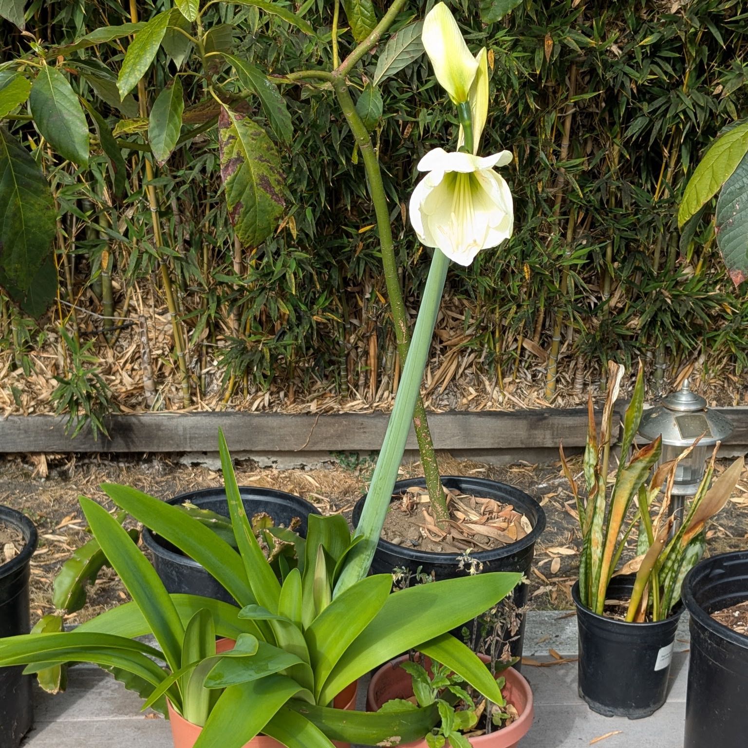 Photo of the plant species Galaxy Group Amaryllis by Alana named Hippeastrum on Greg, the plant care app