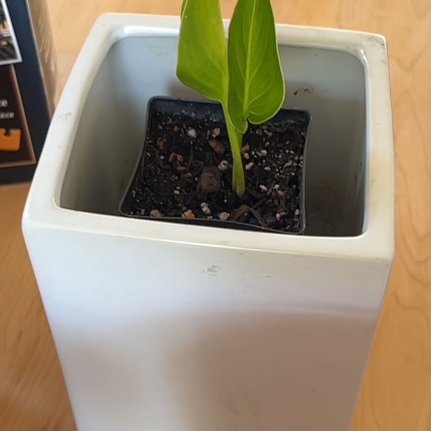 Photo of the plant species White Calla Lily by Alana named Baby Calla Lily on Greg, the plant care app