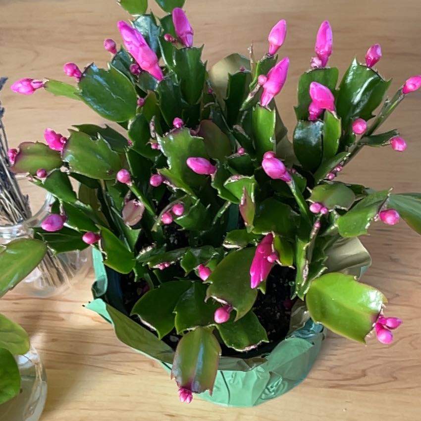 Photo of the plant species Christmas Cactus by Alana named Audrey Christmas Cactus on Greg, the plant care app
