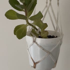 Photo of the plant species Plectranthus caninus by Alana named Guest Plectranthus on Greg, the plant care app
