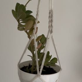 Photo of the plant species Plectranthus caninus by Alana named Master Plectranthus on Greg, the plant care app