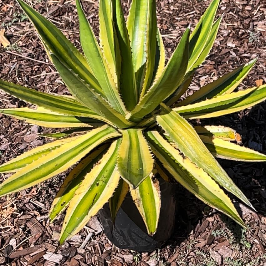 Photo of the plant species Thorn-Crested Century Plant by Alana named Agave on Greg, the plant care app