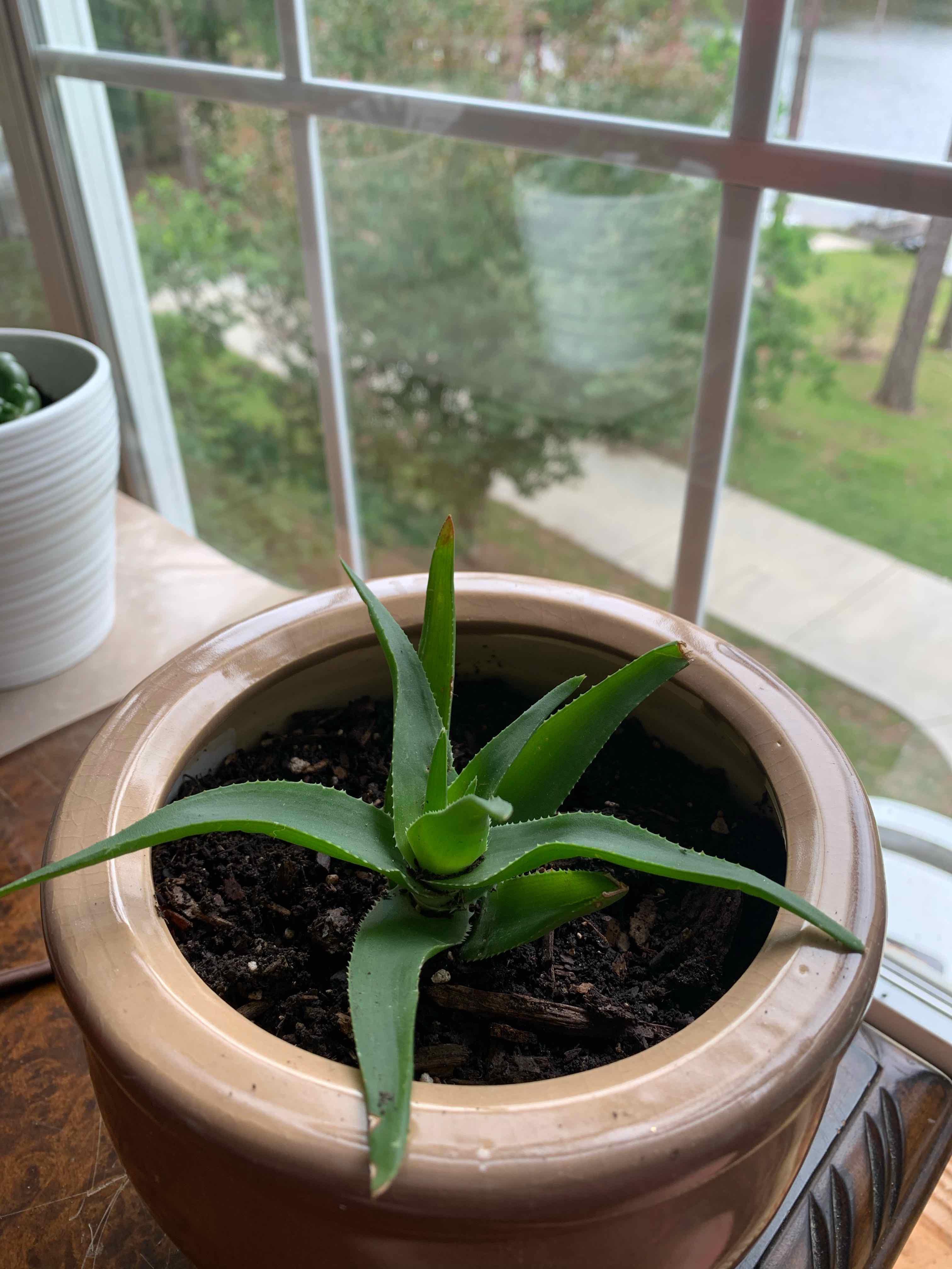 Climbing Aloe plant in a pot near a window, healthy green leaves, visible soil.