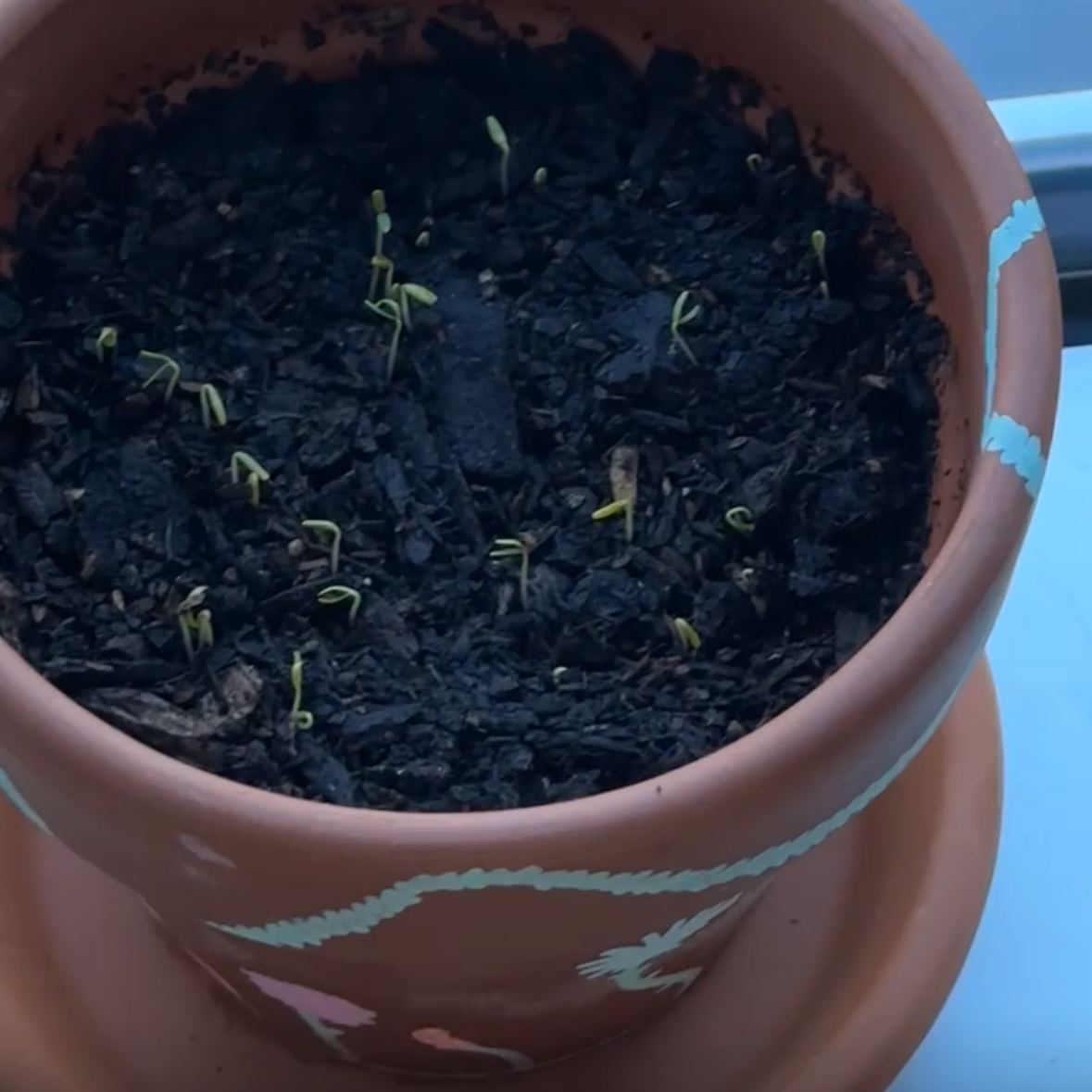 Potted Baby's Breath seedlings emerging from the soil in a terracotta pot.