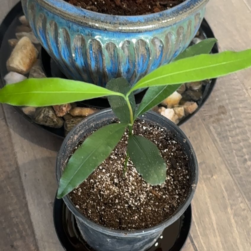 Photo of the plant species Achacha by @KindBluegrama named Dolores on Greg, the plant care app