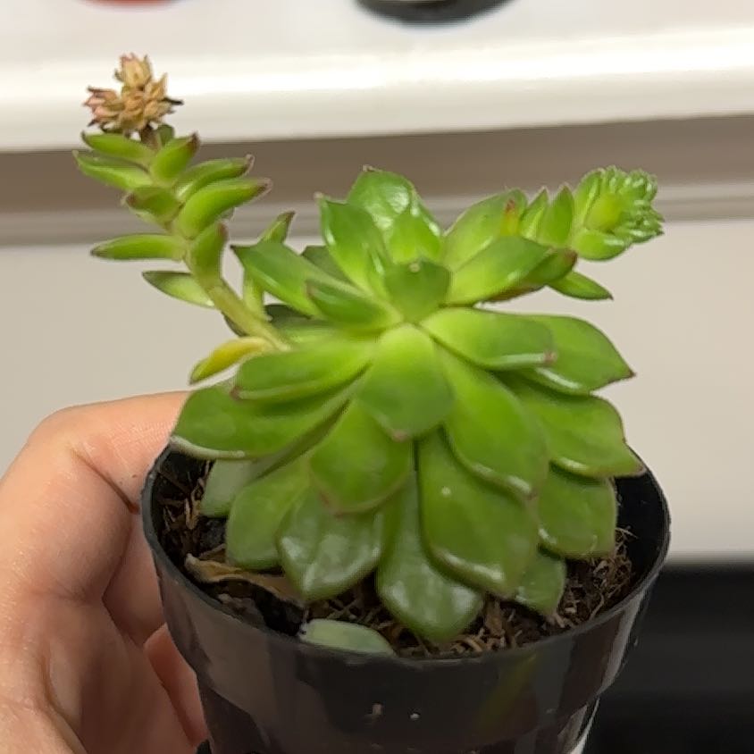 Photo of the plant species Sedeveria Markus by @LucentLovage named Madonna on Greg, the plant care app