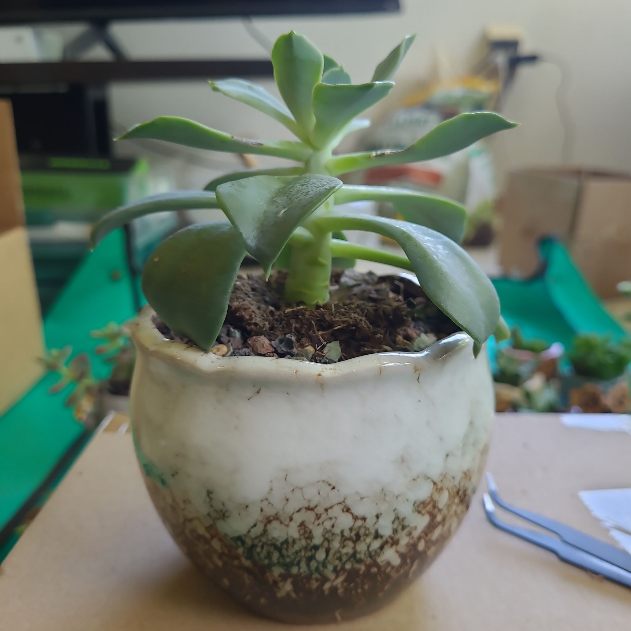 Potted Echeveria 'Blue Prince' succulent with healthy green leaves.