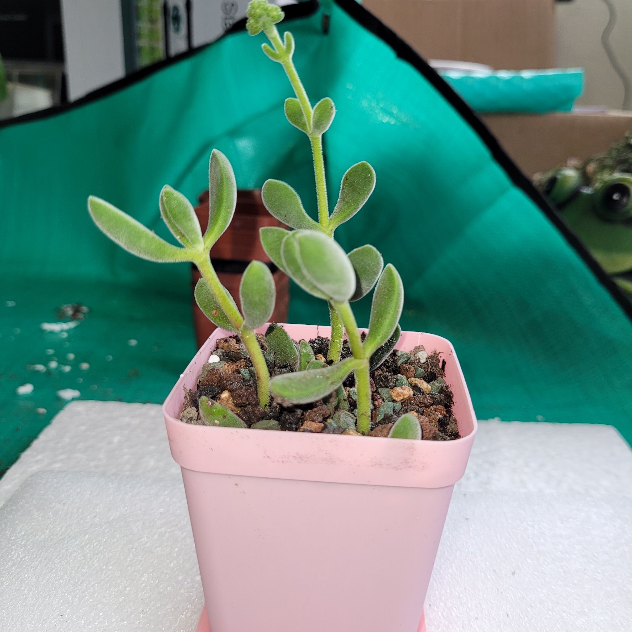 Crassula rogersii plant in a pink pot with visible soil, well-framed and in focus.